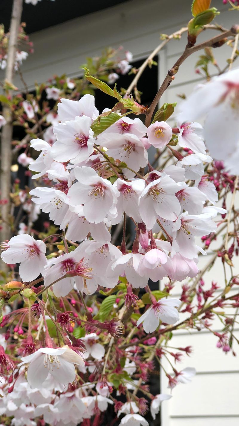 Plant In Early Spring Or Fall