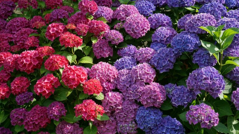 hydrangea in bloom