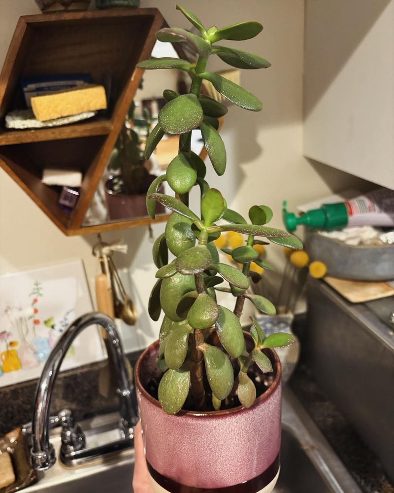 Proper Watering Technique