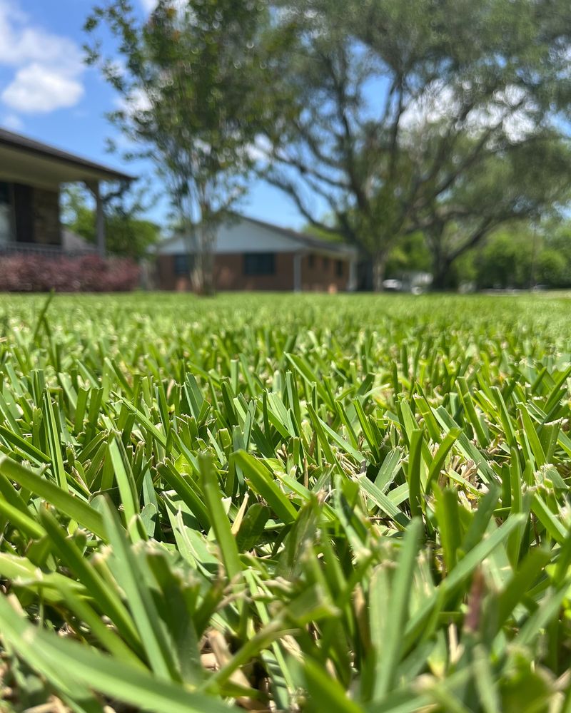 Helps Drought-Proof Your Lawn