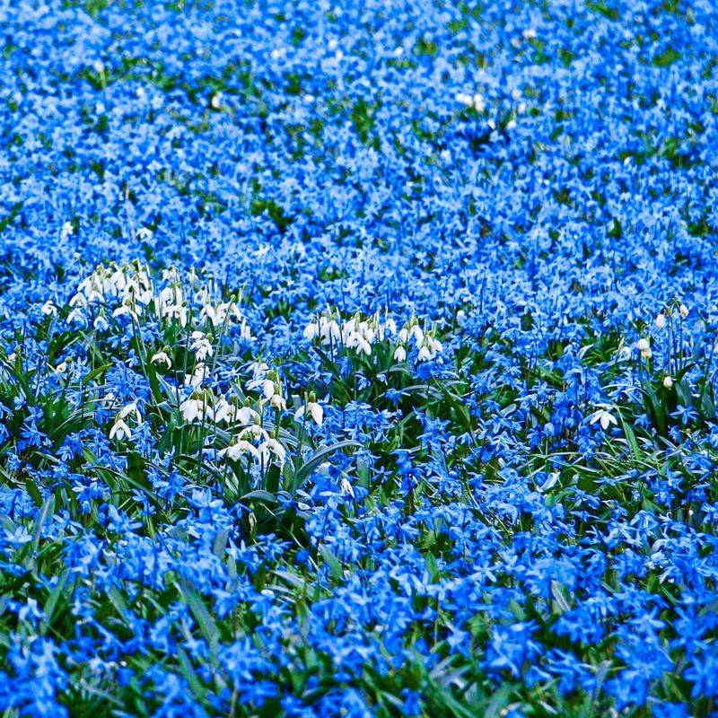 Scilla