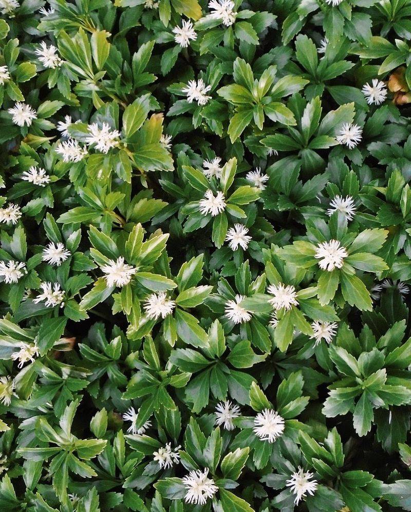 Pachysandra