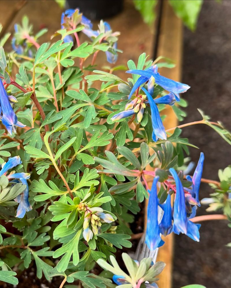 Corydalis