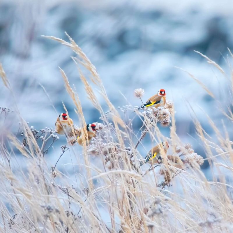 Wildlife Habitat Creators
