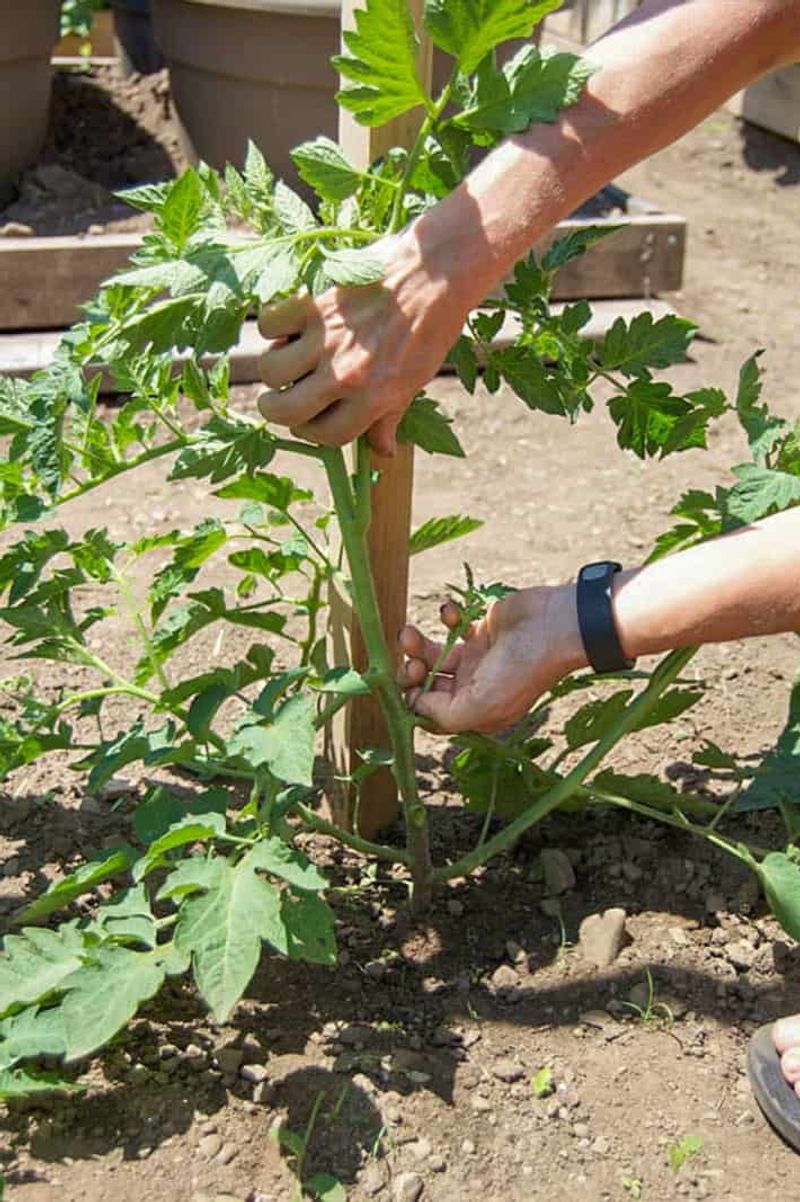 Skipping Proper Pruning