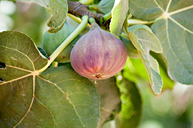 Fig Trees