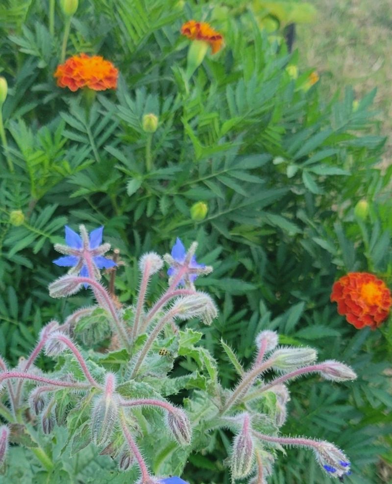 Add Companion Plants