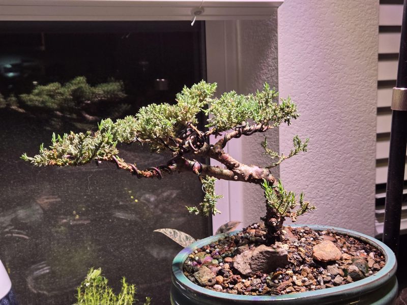 Bonsai Juniper: The Mold Spreader