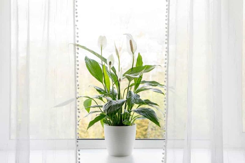 Peace Lily: The Bathroom Breath-Enhancer