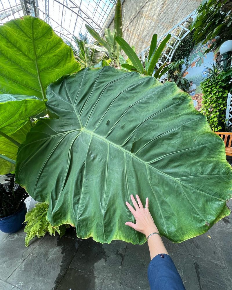 Elephant Ears (Colocasia): Statement Foliage