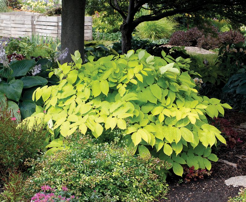 Aralia 'Sun King'