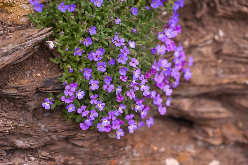 Rock Cress (Aubrieta)