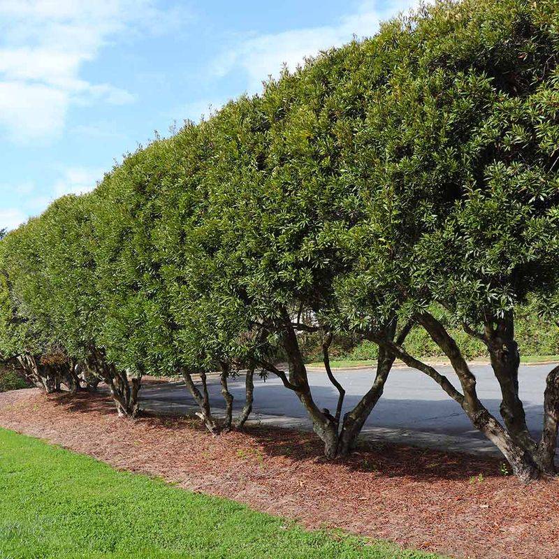 Wax Myrtle