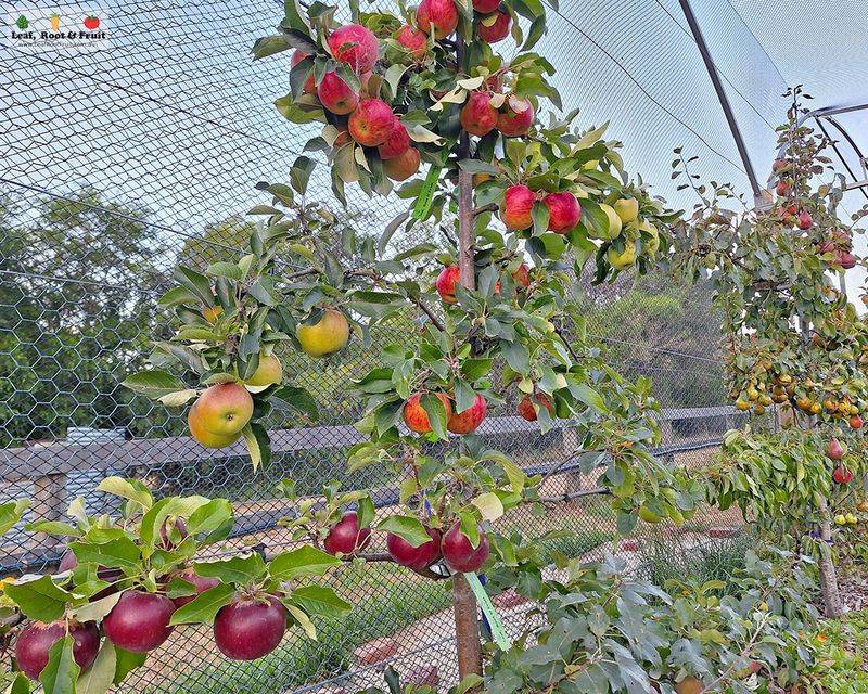 Look For Local Varieties