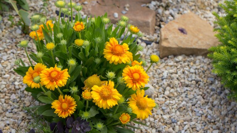 gaillardia flowers