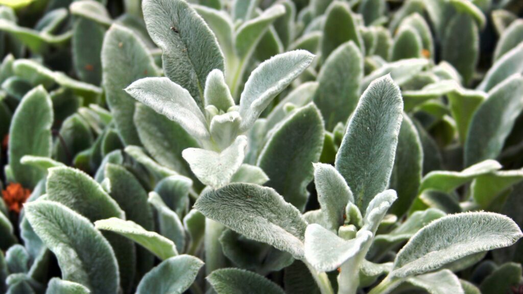 lamb's ear plant