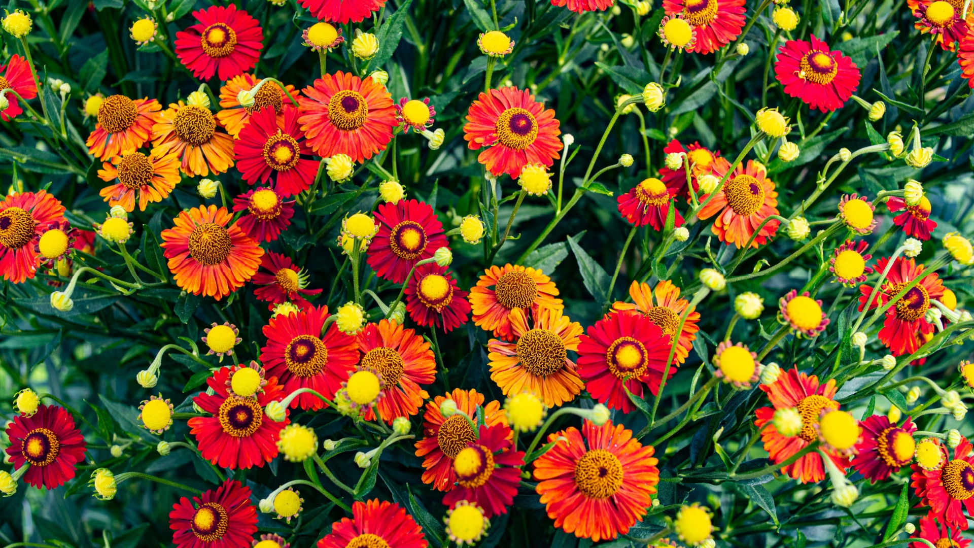gaillardia plant in full bloom