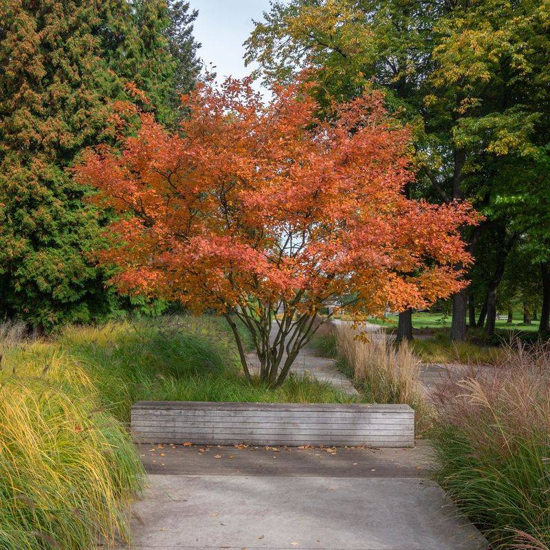 Ornamental Trees With Clean Habits