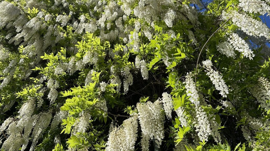evergreen wisteria