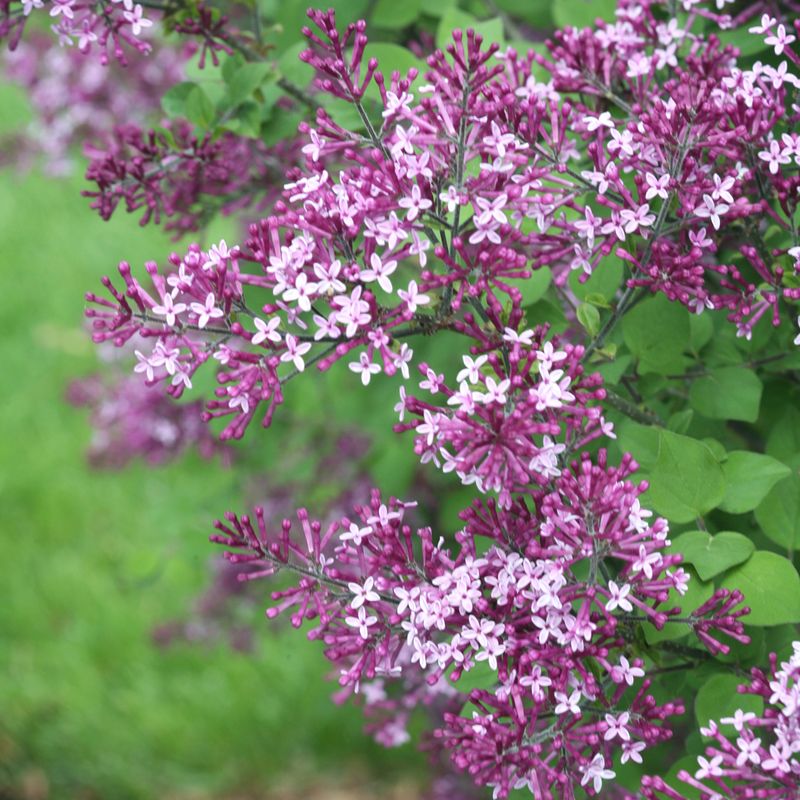 Bloomerang Lilac