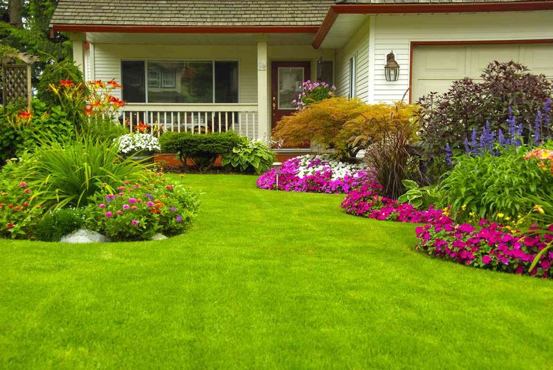 Overcrowded Planting Without Organization