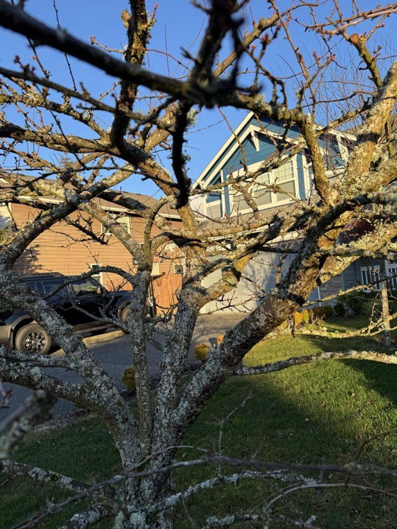 Crossing Branches Create Weak Points