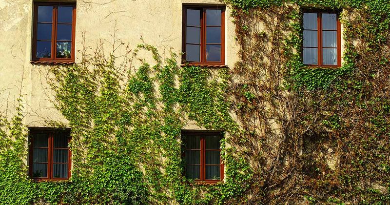 Untrimmed Vegetation Touching Your House