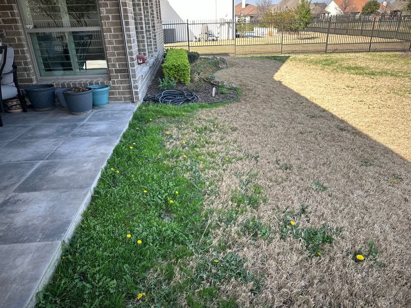 Weedy Lawn