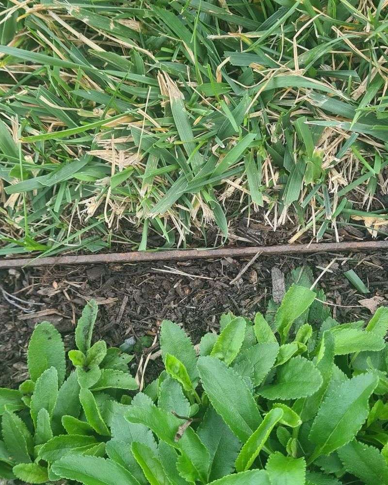 Inconsistent or Missing Lawn Edges