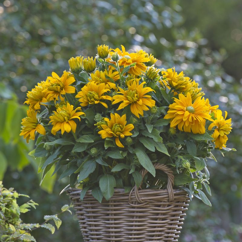 Resilient Rudbeckia Tubs