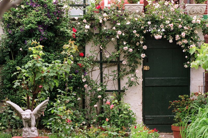 Climbing Rose Trellis