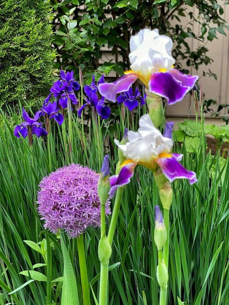 Master The Art Of Iris Companion Planting