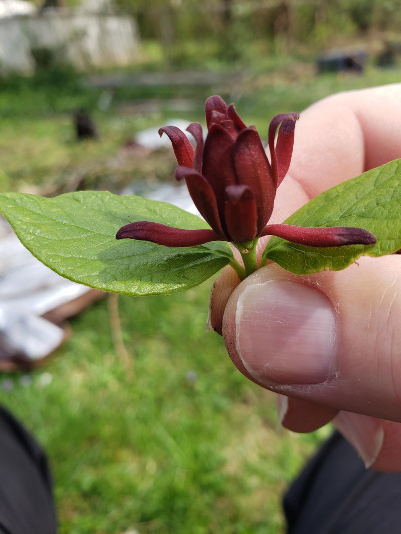 Harvest and Use Fragrant Blooms