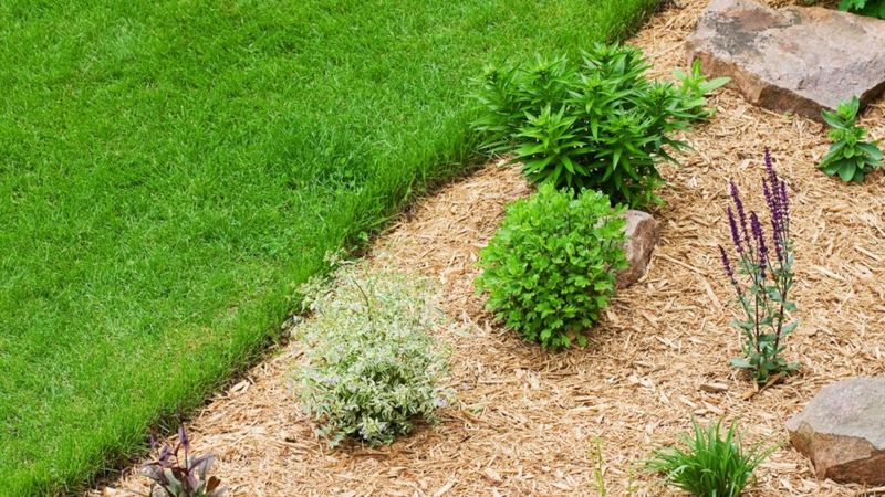 Creates Self-Sustaining Lawn Ecosystem