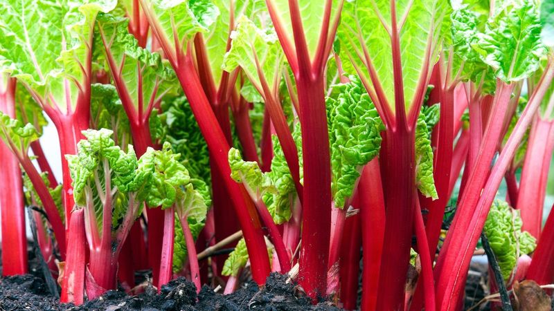 Maintains Stalk Color