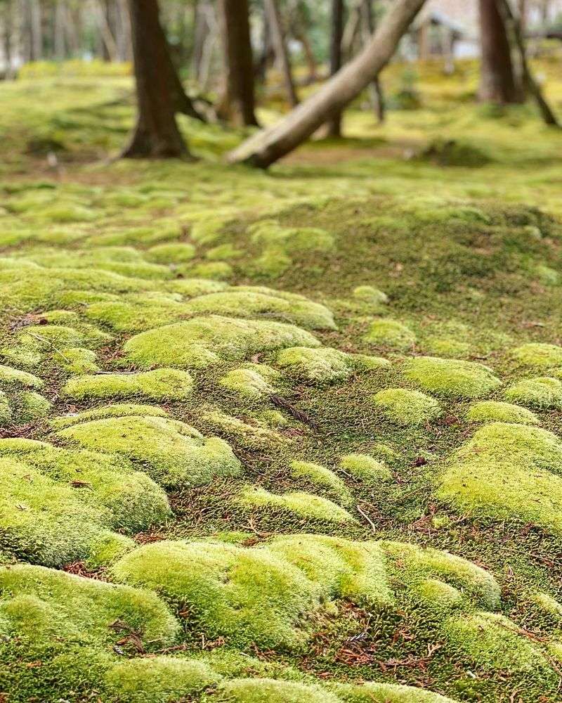 Moss Gardens