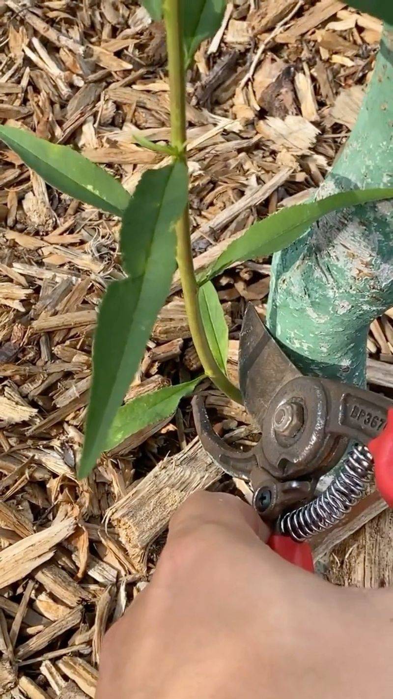 Inspect For Grafting Quality