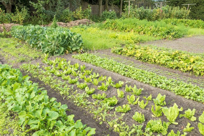 Ignoring Crop Rotation Principles