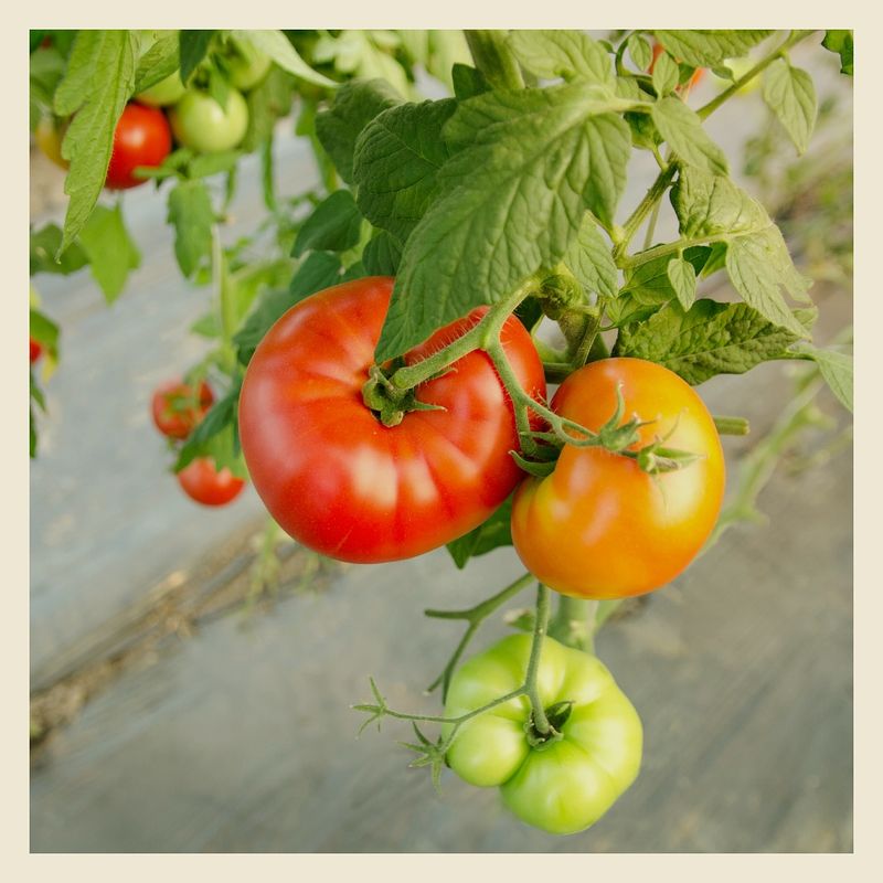 Choosing Disease Resistance Over Flavor