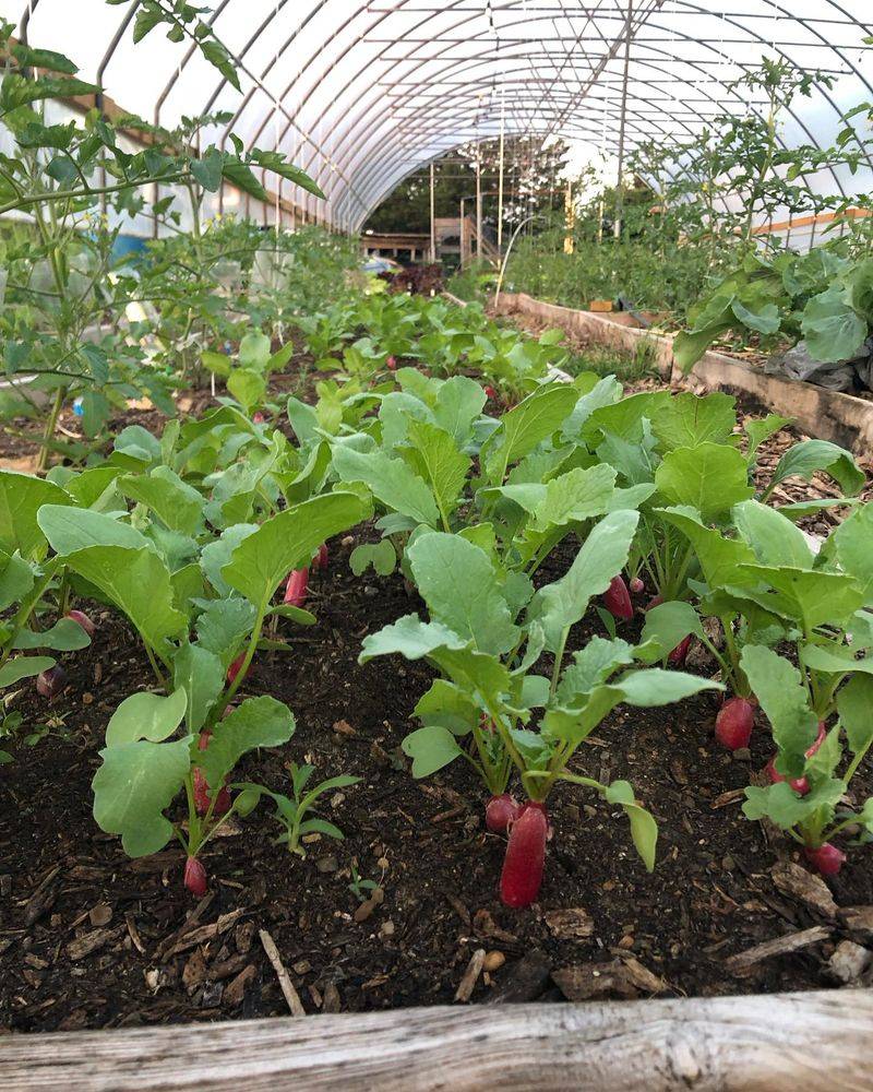 Cold Frames