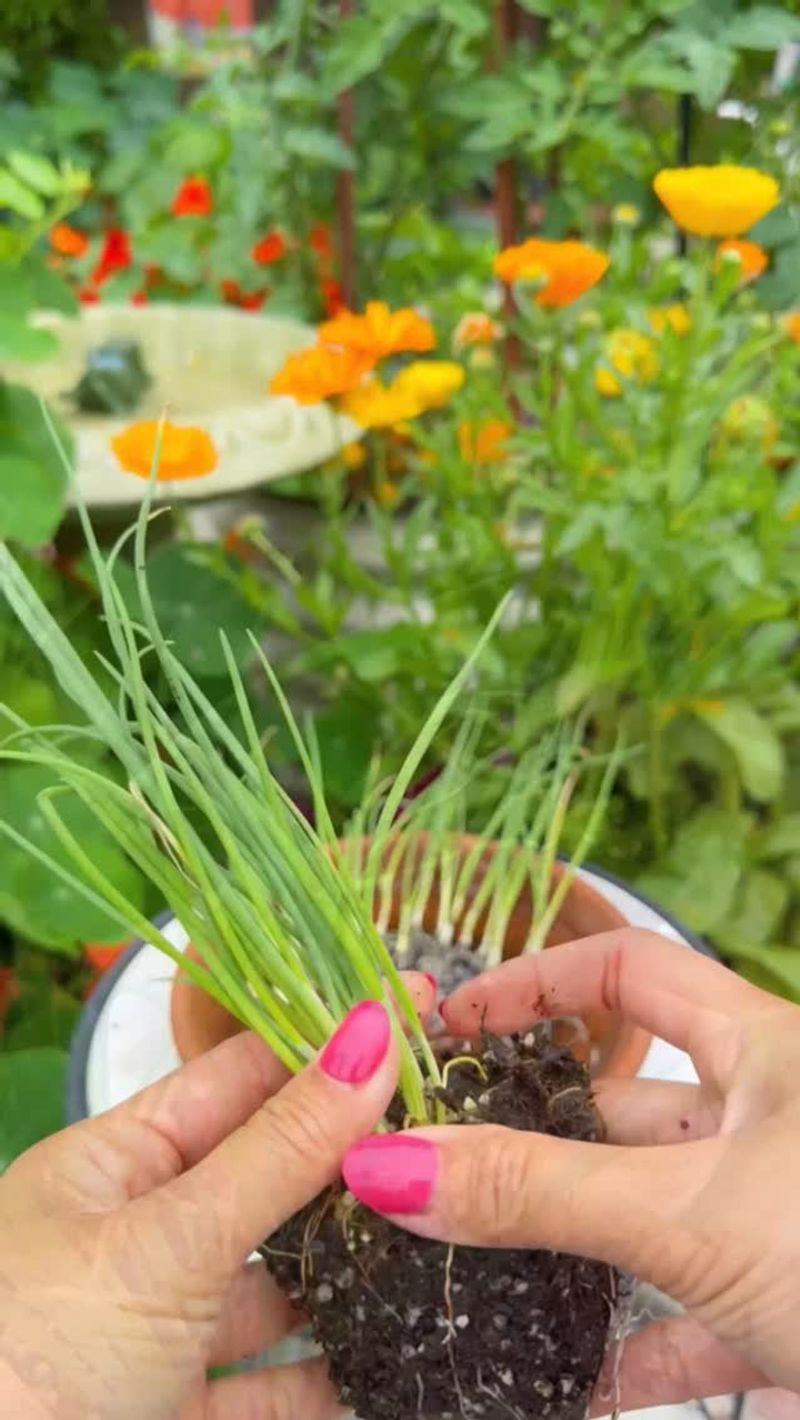 Start Seeds Indoors for Timing Control