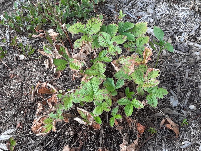 Disease Prevention Through Pruning