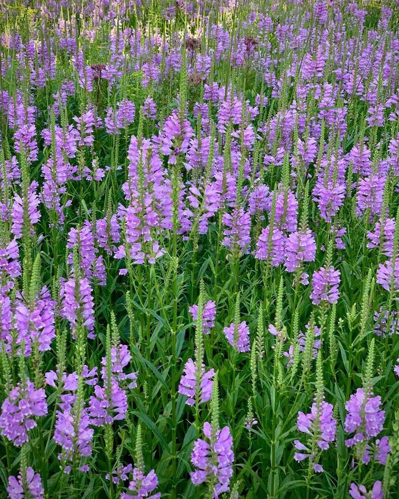 Obedient Plant (Physostegia virginiana)