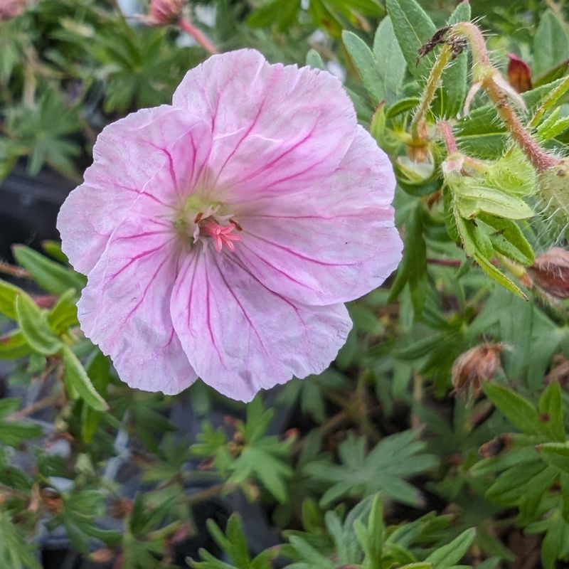 Coral Cranesbill