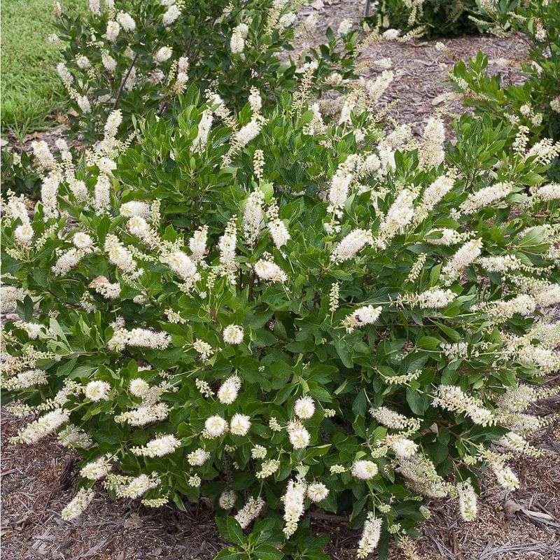 Elegant Clethra Spires