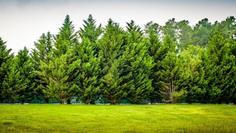 Evergreen Trees