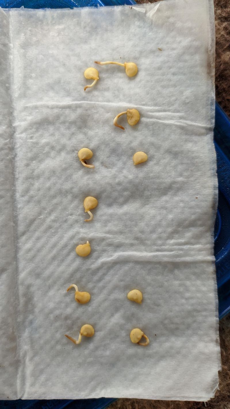 Higher Germination Rates