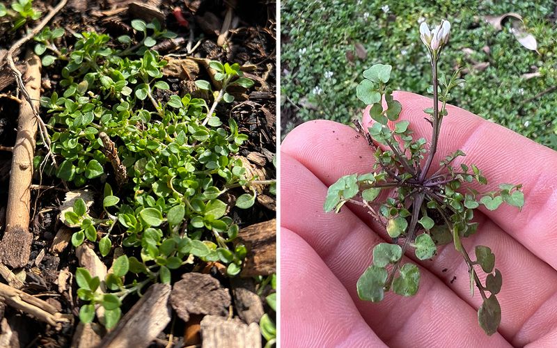 Prevent Weed Seeds from Sprouting