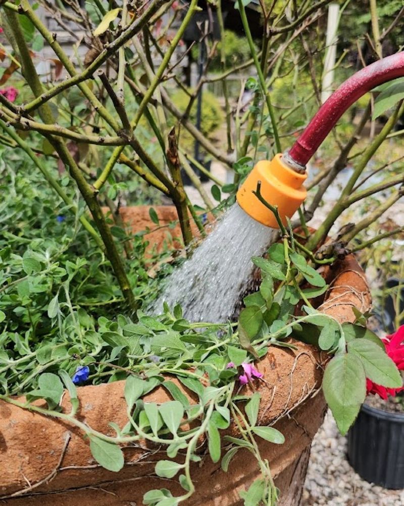 Water Thoroughly Before and After Fertilizing