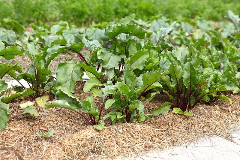 Mulch For Temperature And Moisture Control